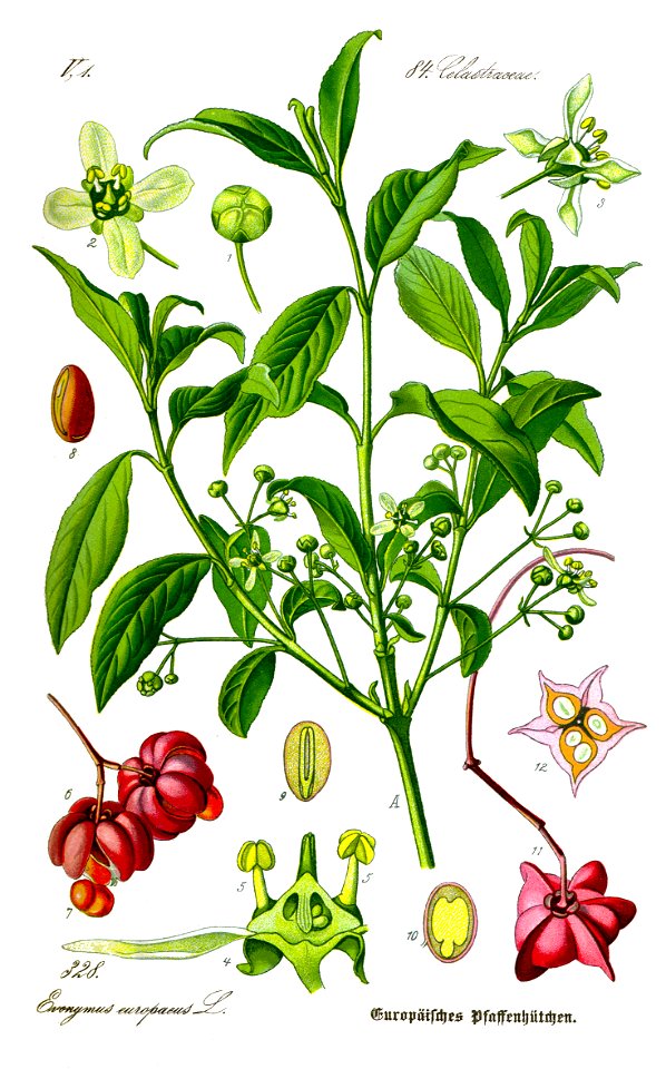 Illustration Euonymus europaea0 clean