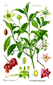 Illustration Euonymus europaea0 clean