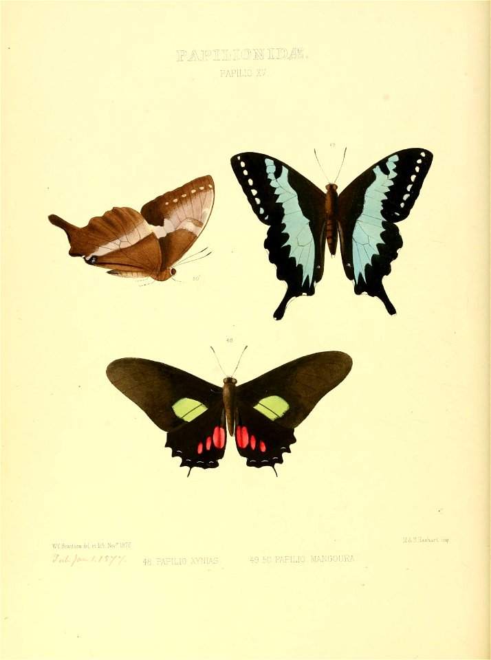 Illustrations of new species of exotic butterflies Papilio XV
