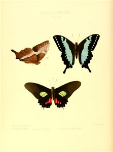 Illustrations of new species of exotic butterflies Papilio XV