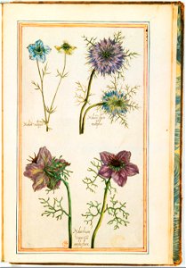 Illustrations de Le Jardin du très chrestien Henry IV.f63