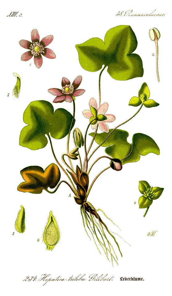 Illustration Hepatica nobilis0 clean