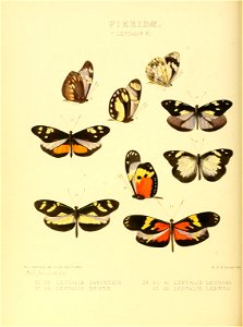 Illustrations of new species of exotic butterflies Leptalis VI
