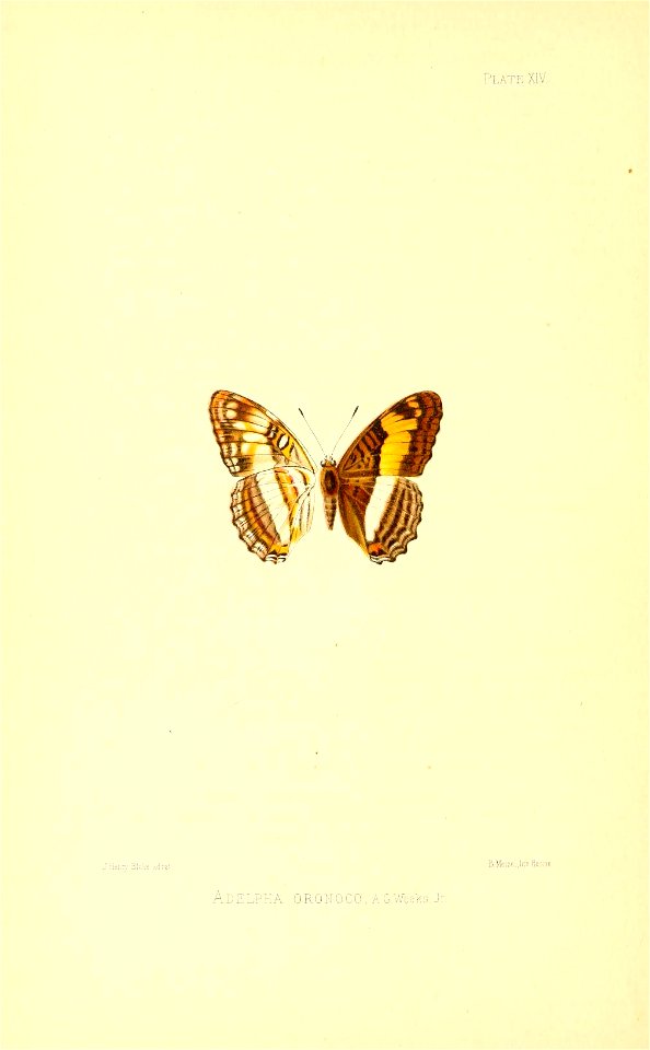 Illustrations of Diurnal Lepidoptera (Weeks) v. II, pl. 14 Adelpha oronoco