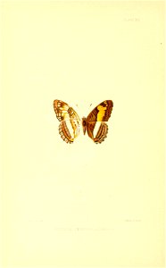 Illustrations of Diurnal Lepidoptera (Weeks) v. II, pl. 14 Adelpha oronoco