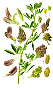 Illustration Medicago sativa1