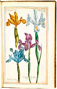 Illustrations de Le Jardin du très chrestien Henry IV.f28