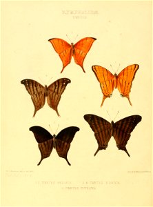 Illustrations of new species of exotic butterflies Timetes