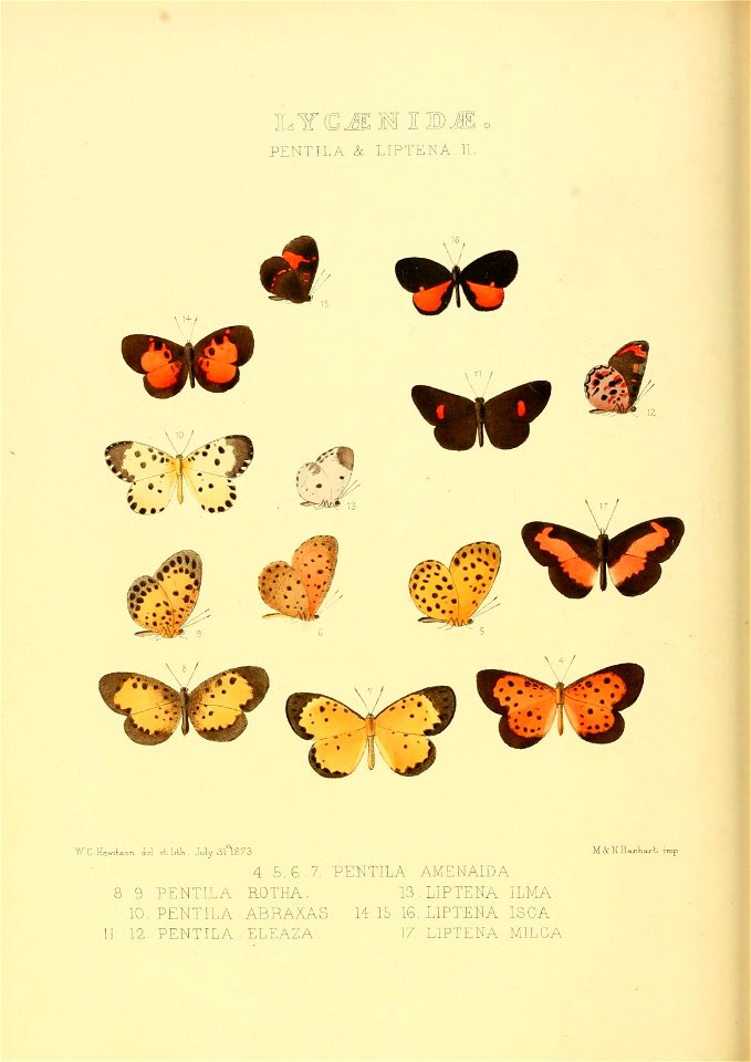 Illustrations of new species of exotic butterflies Pentila & Liptena II