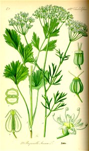 Illustration Pimpinella anisum0