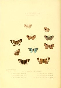 Illustrations of new species of exotic butterflies Mesosemia VIII