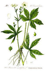 Illustration Ranunculus aconitifolius0 - clean