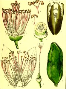 Illustrations of Indian Botany, Vol. 1 (page 165 crop)