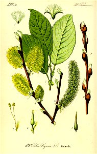 Illustration Salix caprea0
