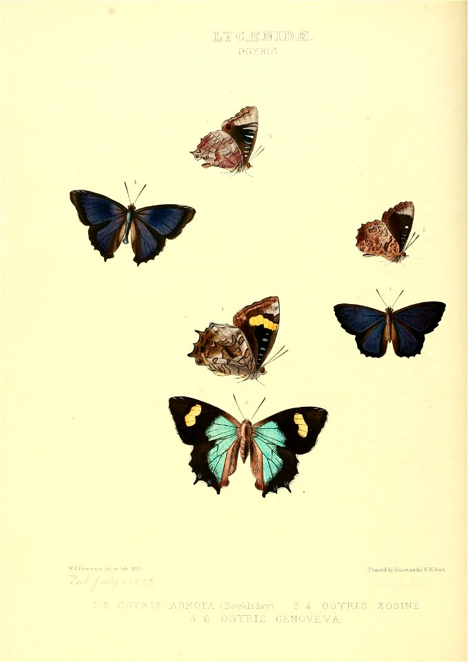 Illustrations of new species of exotic butterflies Ogyris - Free Stock ...