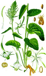 Illustration Phyteuma spicatum0 cleaned no-description