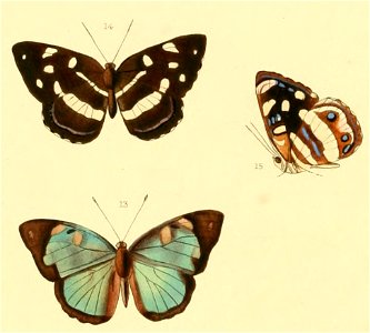 Illustrations of Eubagis onias