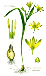 Illustration Gagea lutea0 clean