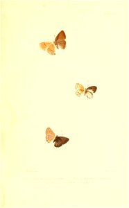 Illustrations of Diurnal Lepidoptera (Weeks) v. II, pl. 3