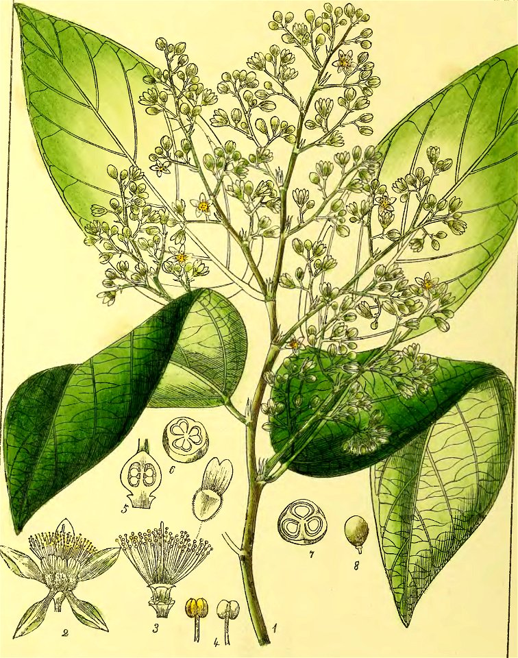 Illustrations of Indian Botany, Vol. 1 (page 182 crop)