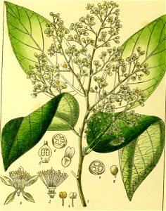 Illustrations of Indian Botany, Vol. 1 (page 182 crop)