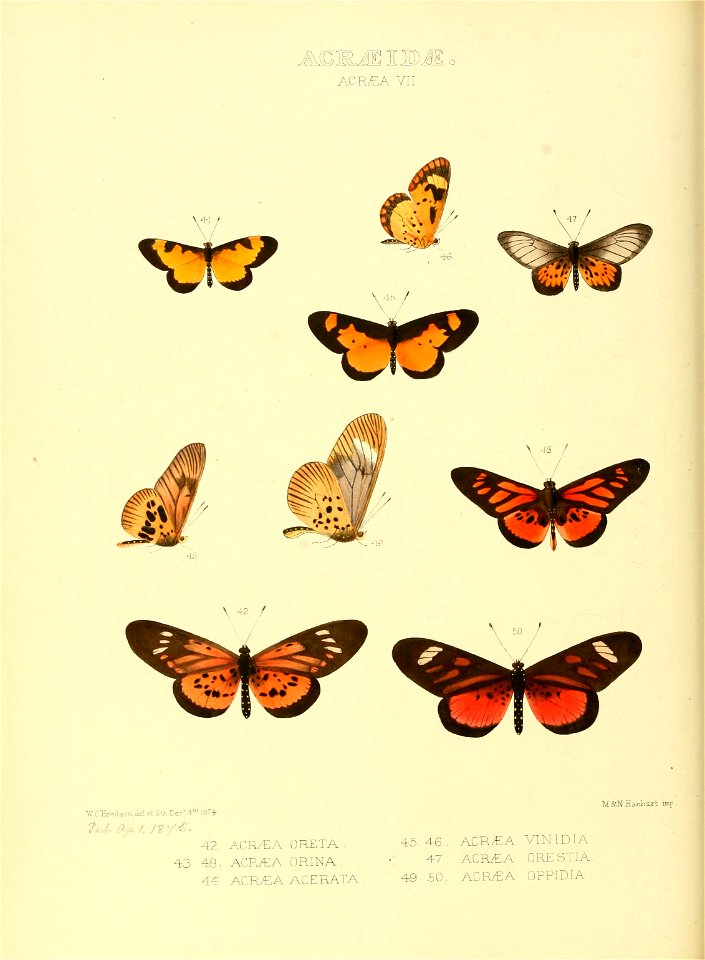 Illustrations of new species of exotic butterflies Acræa VII