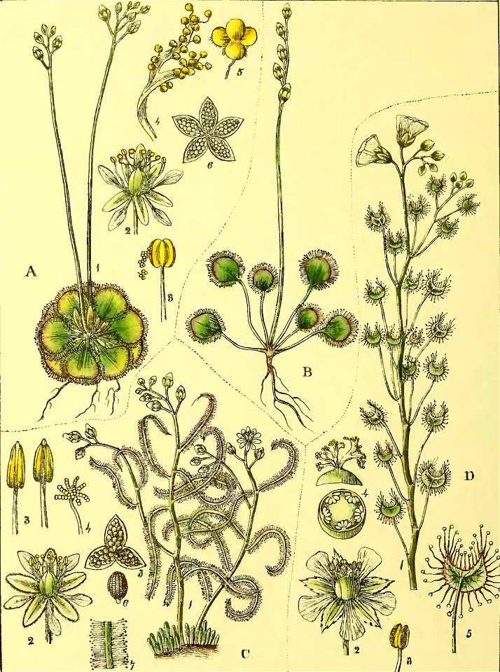 Illustrations of Indian Botany, Vol. 1 (page 114 crop)