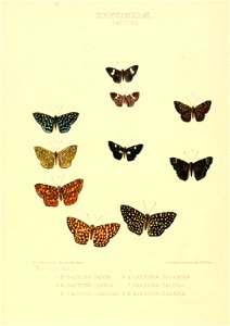 Illustrations of new species of exotic butterflies Calydna I