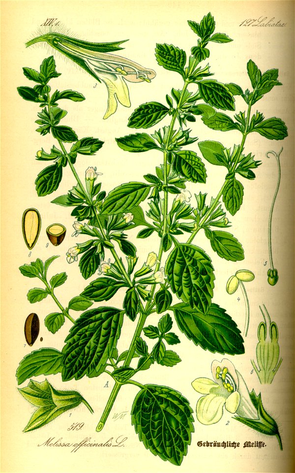 Illustration Melissa officinalis0