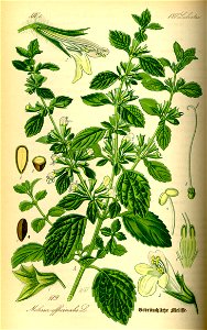 Illustration Melissa officinalis0