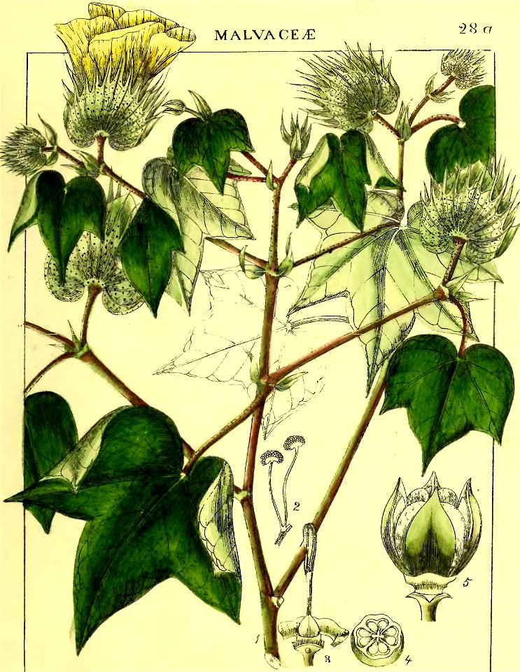 Illustrations of Indian Botany, Vol. 1 (page 151 crop)