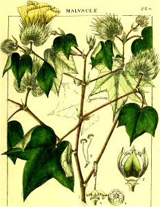 Illustrations of Indian Botany, Vol. 1 (page 151 crop)