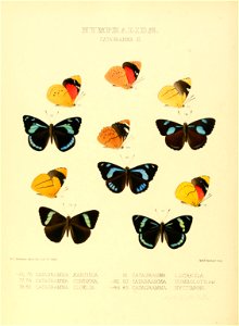 Illustrations of new species of exotic butterflies Catagramma XI