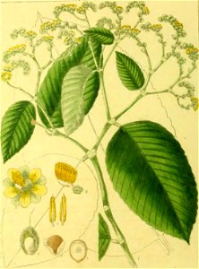 Illustrations of Indian Botany, Vol. 1 (page 42 crop)