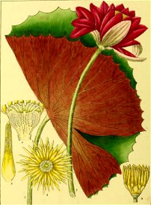 Illustrations of Indian Botany, Vol. 1 (page 74 crop)