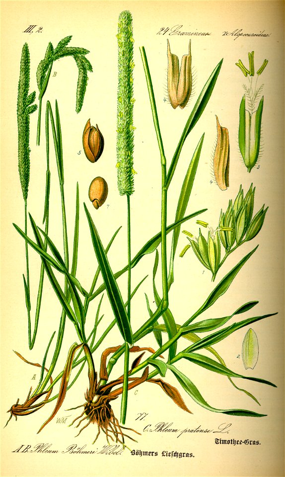 Illustration Phleum pratense0