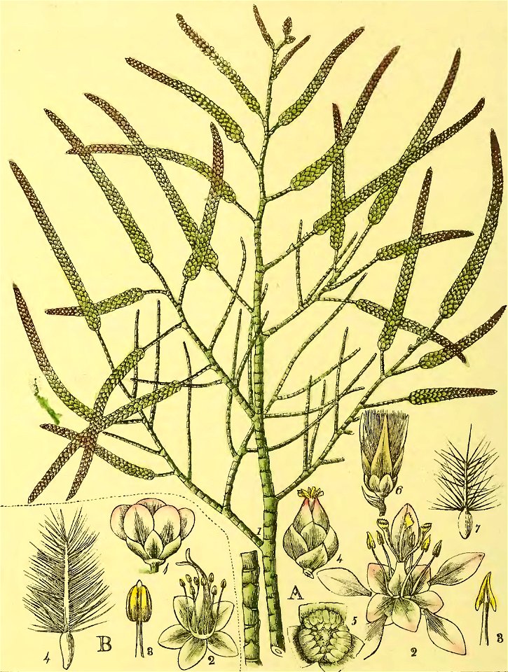 Illustrations of Indian Botany, Vol. 1 (page 130 crop)