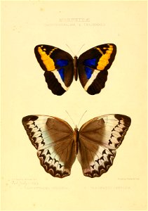 Illustrations of new species of exotic butterflies Dasyophthalma & Thaumantis