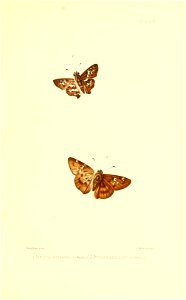 Illustrations of Diurnal Lepidoptera (Weeks) v. II, pl. 6