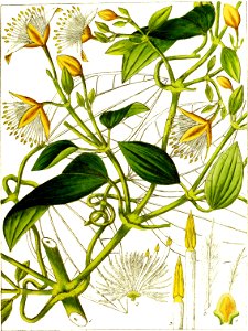 Illustrations of Indian Botany-1-0033