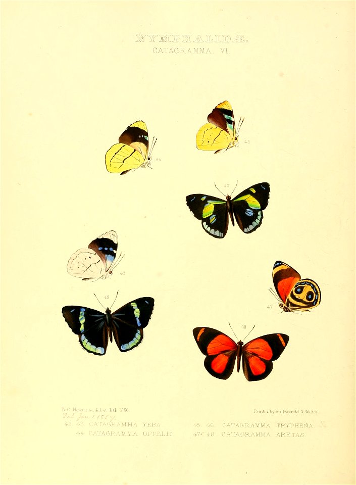 Illustrations of new species of exotic butterflies Catagramma VI