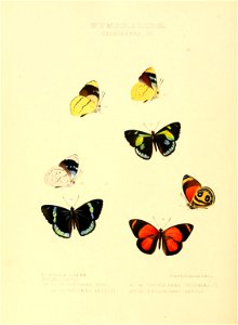Illustrations of new species of exotic butterflies Catagramma VI