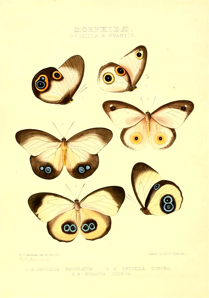 Illustrations of new species of exotic butterflies Drusilla & Hyantis