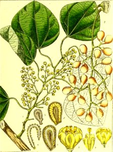 Illustrations of Indian Botany, Vol. 1 (page 61 crop)