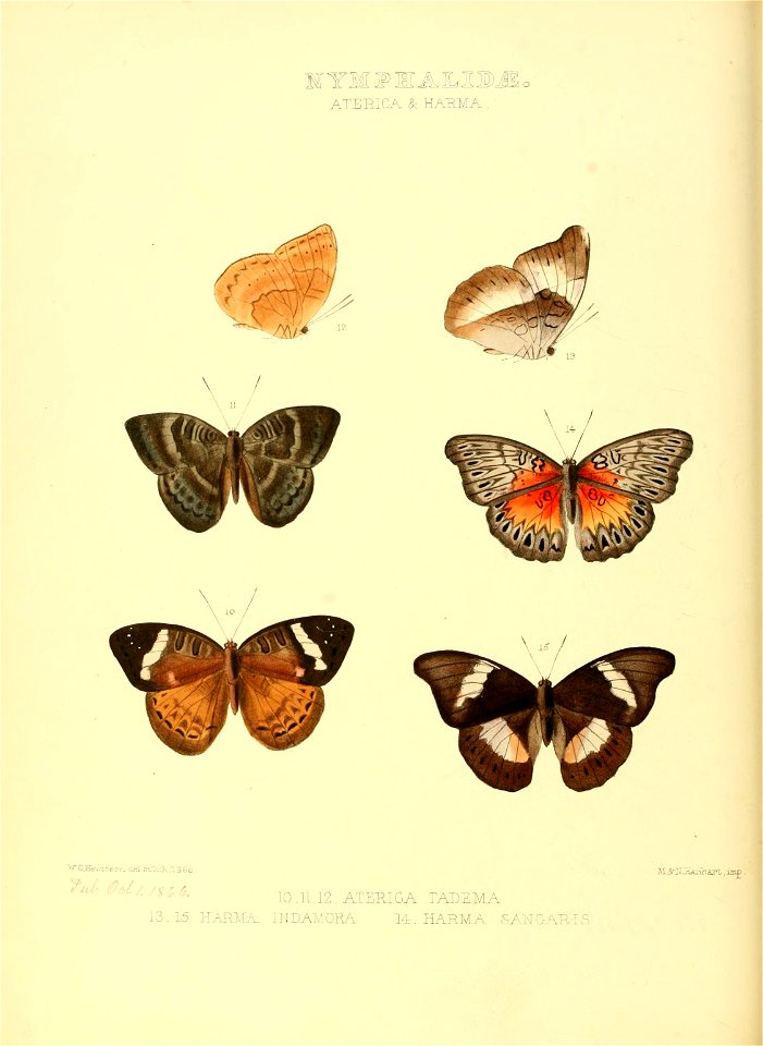 Illustrations of new species of exotic butterflies Aterica & Harma ...