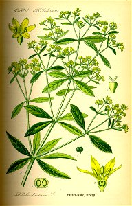 Illustration Rubia tinctorum0