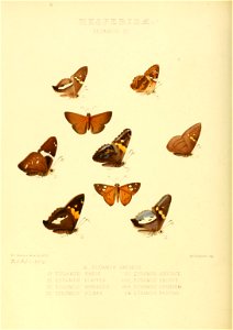 Illustrations of new species of exotic butterflies Eudamus III