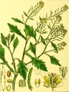 Illustrations of Indian Botany, Vol. 1 (page 88 crop)