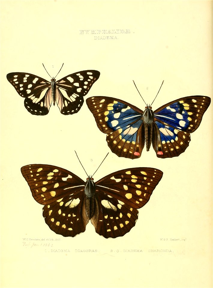 Illustrations of new species of exotic butterflies Diadema I
