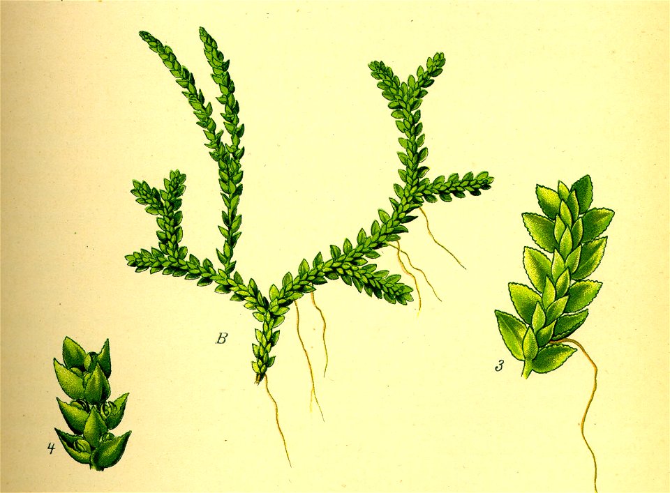 Illustration Selaginella helvetica1